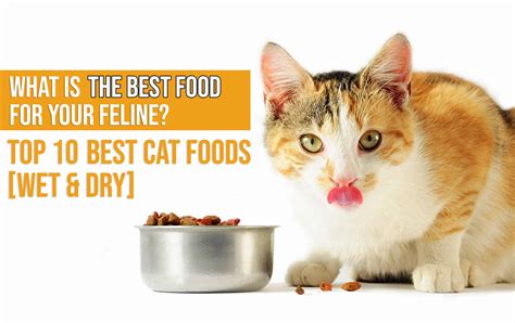 Find the Best Food for Cats & Dogs .